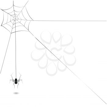 illustration with black spider for your design