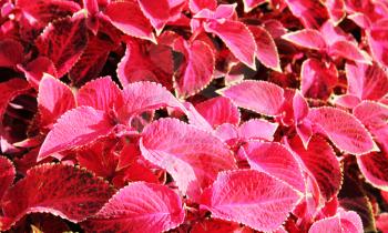Red flovers at sun light. Red flowers background. Red leaves in city garden.