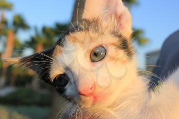 Tricolor domestic kitten. Head of  kitten. Cute kitten cat.