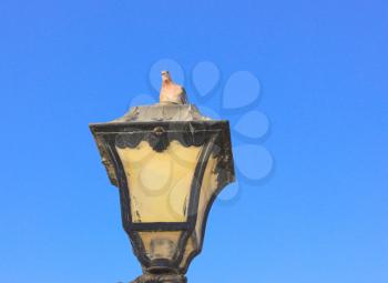 Old vintage metal street lamp and bird on blue background