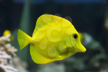 Image of zebrasoma yellow tang fish in aquarium