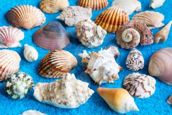 Photo of lot seashells on blue towel