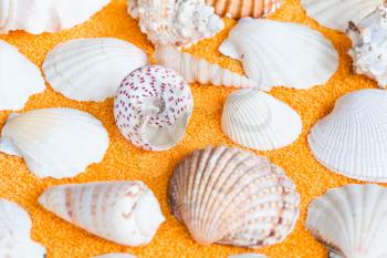 Photo of lot seashells on yellow towel
