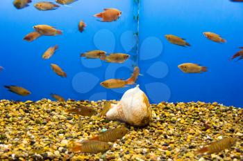 Photo of aquarium fish in blue water
