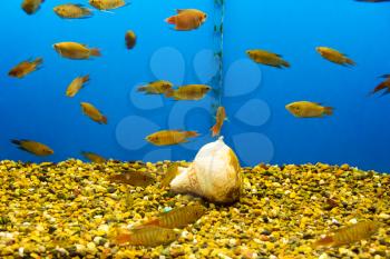 Photo of aquarium fish in blue water
