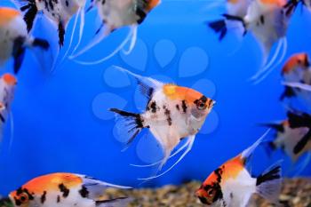 Image of aquarium fish in blue water