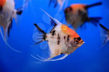 Image of aquarium fish in blue water