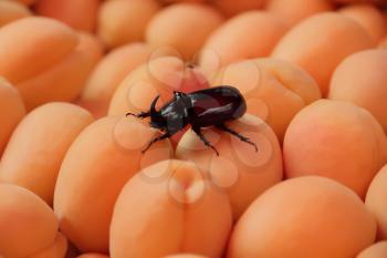 Image of background yellow ripe apricots with bug