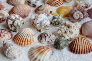 Image of seashells on the white towel