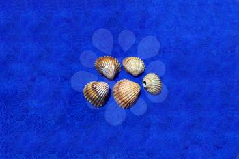 Image of seashells on the blue towel