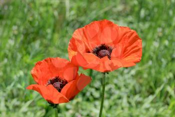 Image of two red poppys on green background