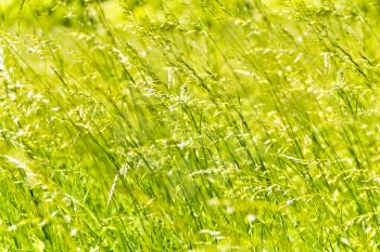 Summer picture of green saturate grass texture