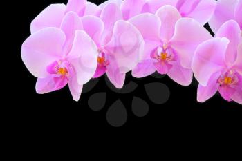 The beautiful purple orchid on black background