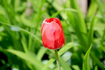 Image of one single red tulip on green background