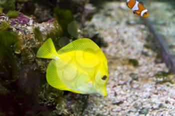 Photo of fish yellow zebrasoma in aquarium