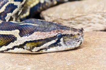 Photo of reticulated python head with fly on the nose
