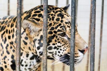 Photo of young leopard in cage at the zoo
