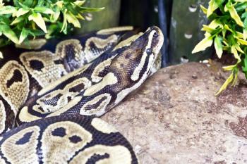 Photo of reticulated python close up in zoo
