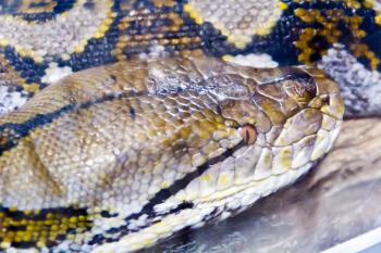 Photo of reticulated python head close up in zoo