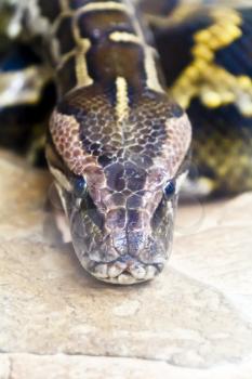 Photo of reticulated python head in full face