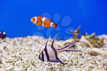 Photo of clown fish and dascyllus in aquarium water