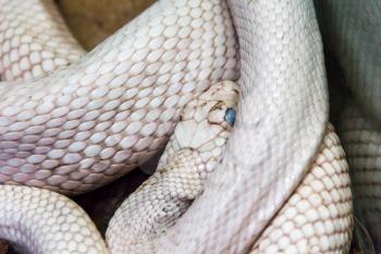 Photo of dangerous white snake with blue eyes