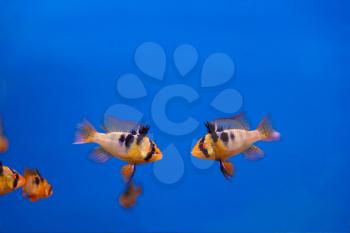 Two fighters fishes with black stripes swimming in aquarium