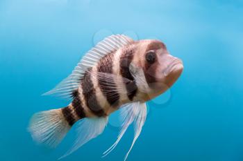 Frontosa fish with black stripes in the water