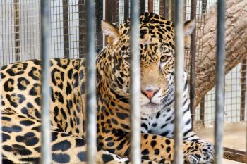 Sad lonely leopard in cage at the zoo