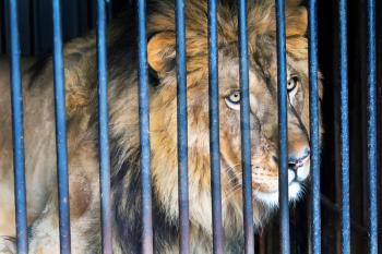 Lonely wild cat lion in a cage zoo