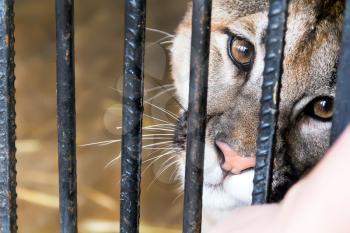 Photo of wild sad cat in a cage zoo