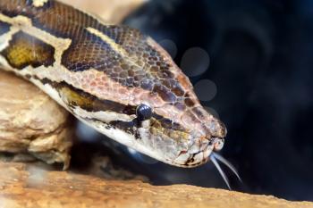 Photo of python head with put out tongue