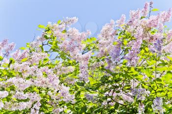 Huge lilac bush in the wind on blue sky background
