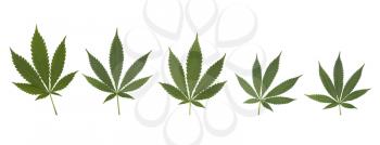 Set of cannabis leaves set, isolated on white