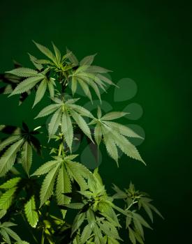 Medical marijuana plant on green background. Dark scene. 