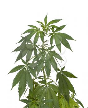 Marijuana plant. Medical cannabis isolated on white