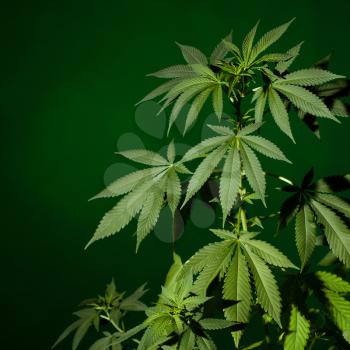 Medical marijuana plant on green background. Dark scene. 