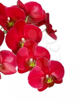 Violet orchid flowers, isolated on white. Floral background