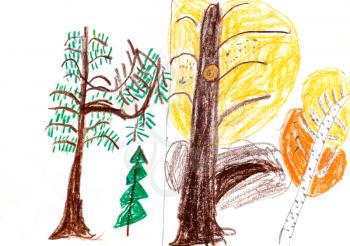 childs drawing - coniferous and larch trees in autumn