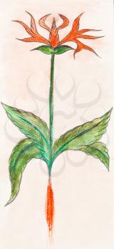 botanic illustration of flower herb