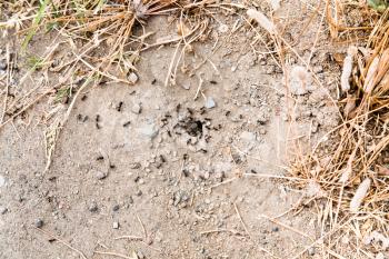 ant colony in earth cave