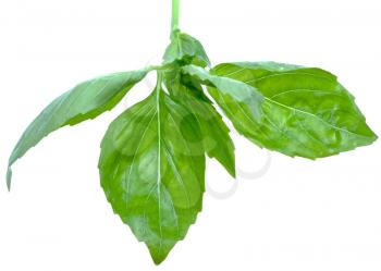 green leaf of basil close up isolated on white