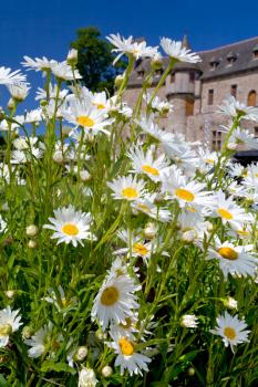 white camomiles near medieval chateau in Brittany, France