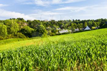 small country corn field on Breton seacoast, France