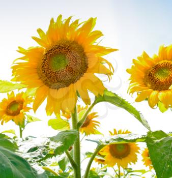sunflower field in Alsace, France