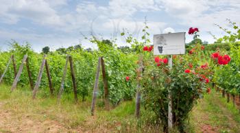 rosebush and vineyard in Alsace, France