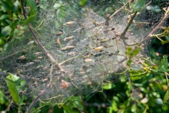 insect pupas in webs in forest