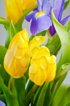 bunch of blue iris and yellow tulips closeup