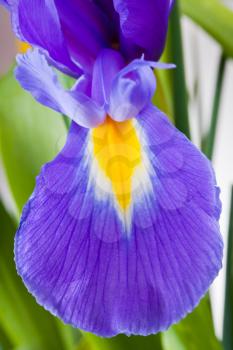petal of Blue iris closeup