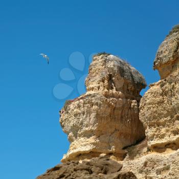 seagull in blue sky near sandstone cliff